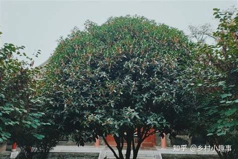 家门前种什么植物最好|房前应该种什么树（富不富，门前树，5种树，寓意好）